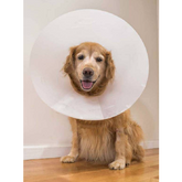 Collare Chirurgico Elisabettiano